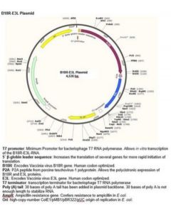 Millipore B18r-E3l Plasmid (Human Codon Optimized For B18r And E3l)