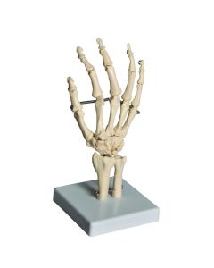 United Scientific Supply Human Hand Model