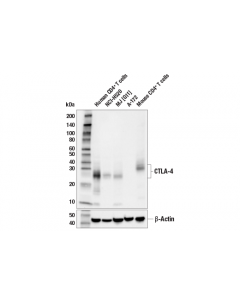 Cell Signaling Ctla-4 (E2v1z) Rabbit Mab (Bsa And Azide Free); CSIG-26893SF