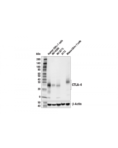 Cell Signaling Ctla-4 (E2v1z) Rabbit Mab; CSIG-53560S