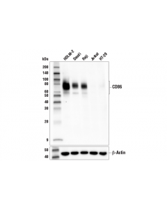 Cell Signaling CD86 (E2G8P) Rabbit mAb (; CSIG-76755SF