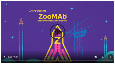 zoomab Antibodies video